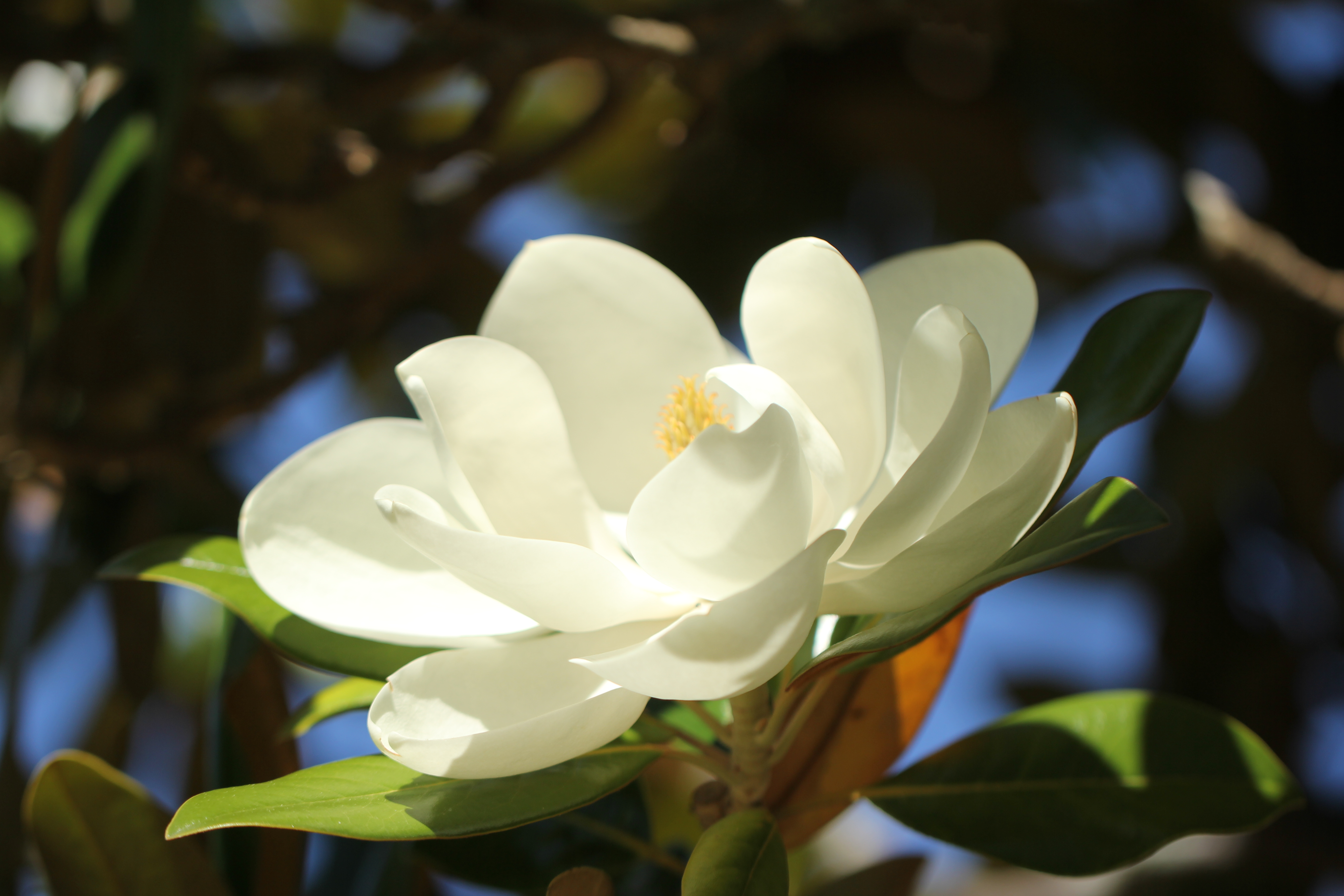 Simple Cremations Simple Cremations