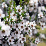 Beautiful manuka flowers
