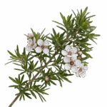 Beautiful manuka flowers