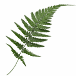 silver fern