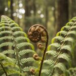 New Zealand Silver Fern and Koru